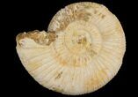 Perisphinctes Ammonite - Jurassic #100222-1